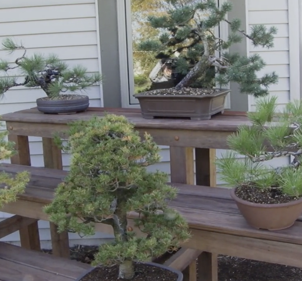 Several trees in bonsai styles in pots on elevated benches.