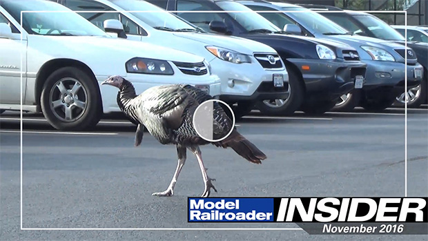 turkey walking around a parking lot