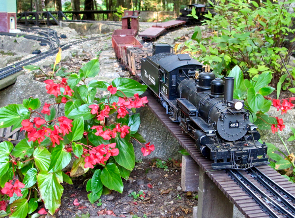 a steam engine passing begonias on a garden layout