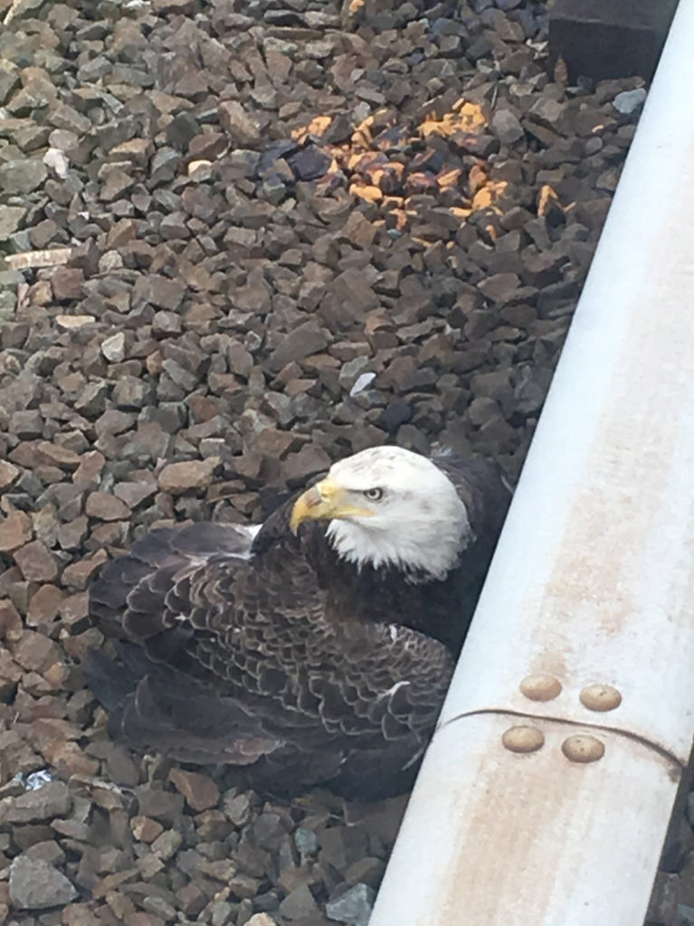 WMATA workers rescue injured Bald Eagle.