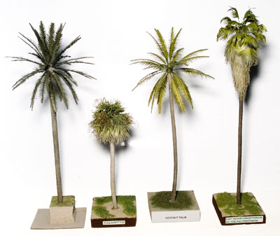 Assorted palm trees
