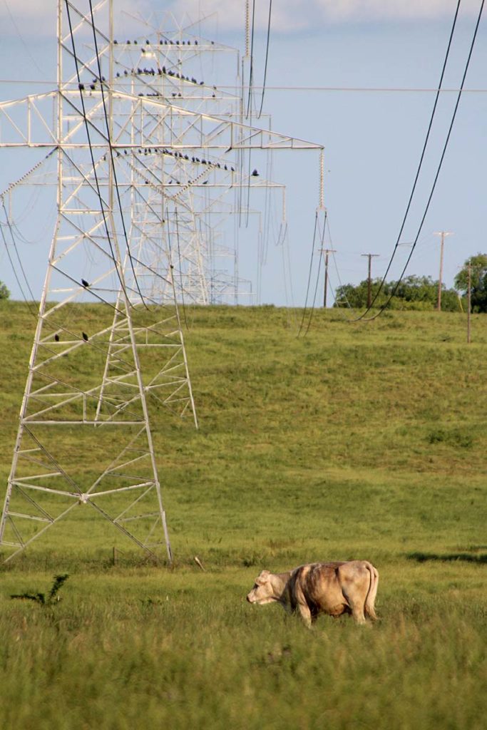 Texascow