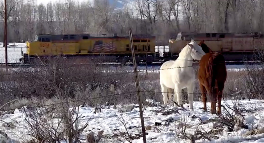 Two horses stand in the foreground of a snow-covered landscape as a yellow-painted diesel locomotive passes behind them.