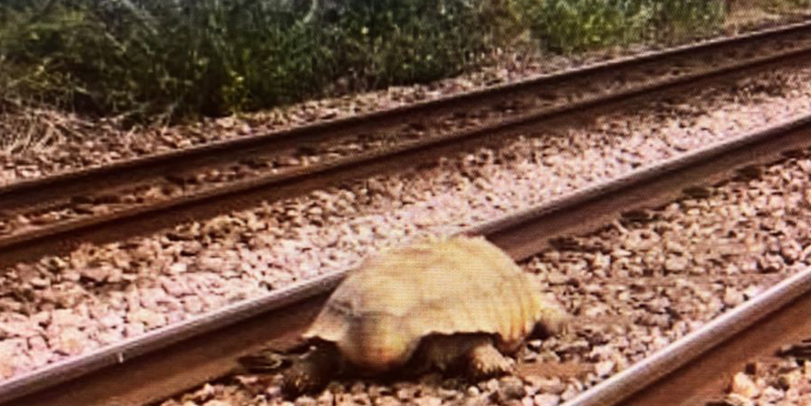 Giant tortoise in the middle of a railroad track