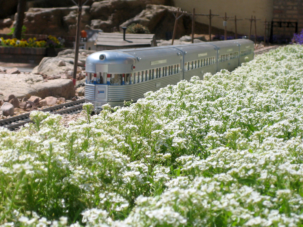 model passenger train passes by flowers on garden railway