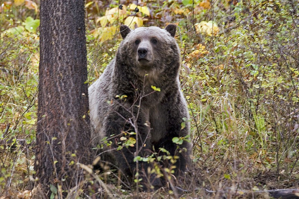 Large bear in woods