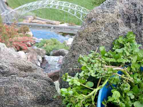 plant and rocks on garden railroad