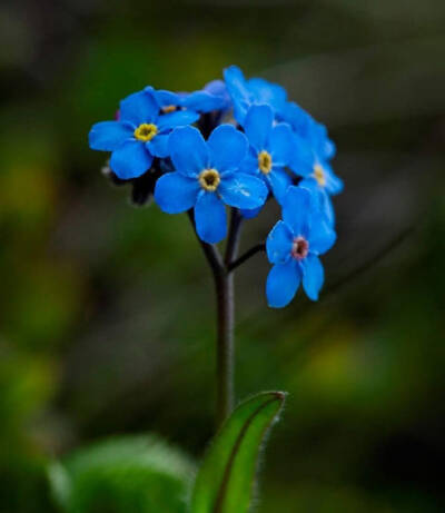 small blue flowers