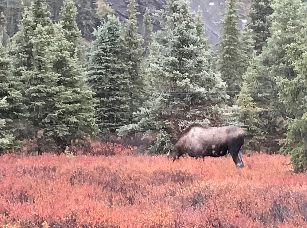 A moose grazes in a clearing of red brush, surrounded by spruce trees. Alaska by rail journey.