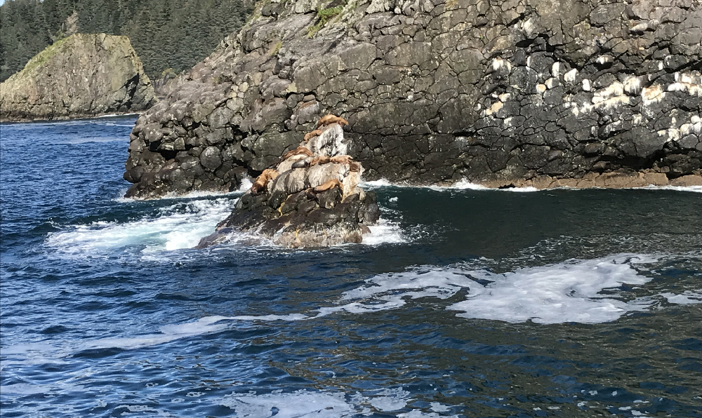 sea lions sunning on a rock outcropping.