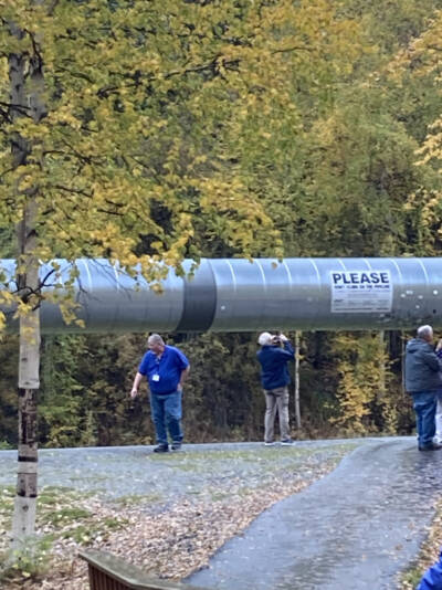 People looking at a large, silver pipe in a fall color woods setting. Alaska by Rail adventure.