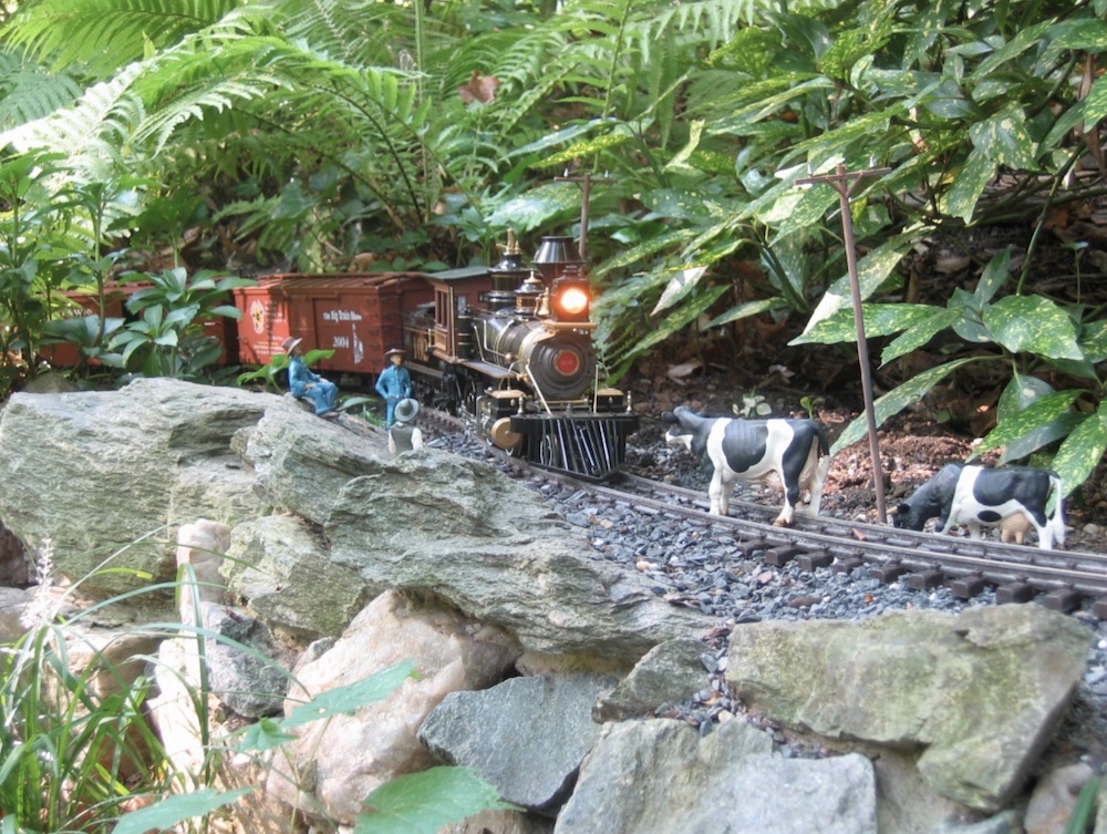 model steam engine with cows on track in front of it; Capturing reality in garden railway photographs