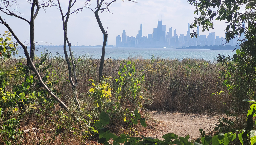 A city skyline is sen through a parting of trees in a forest, with a field of goldenrod and a bay of blue water between the forest and the city