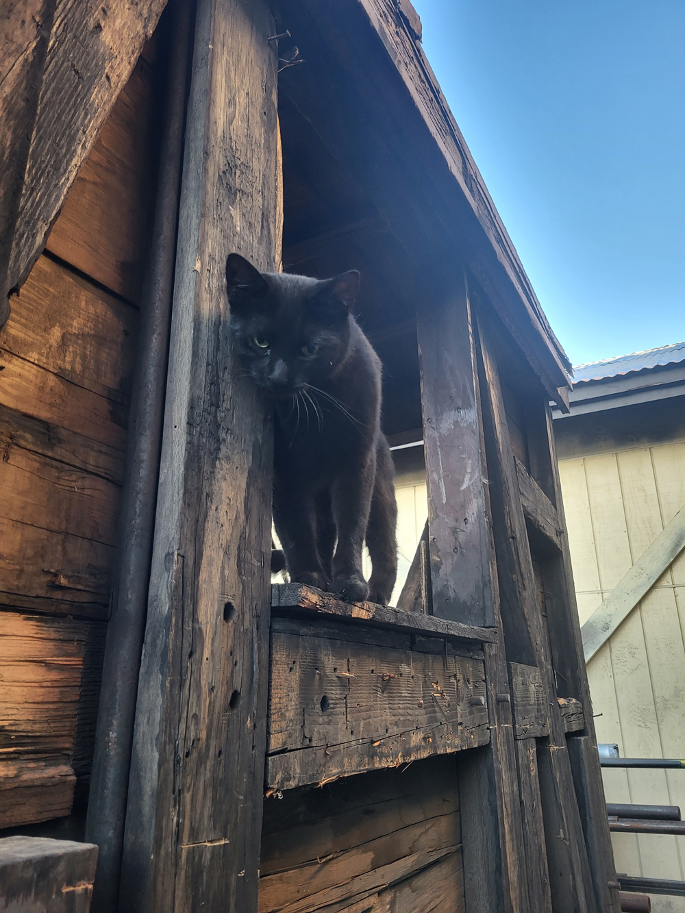 black cat in boxcar