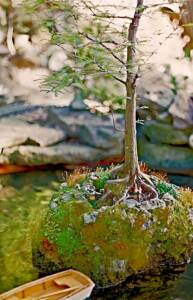 miniature tree